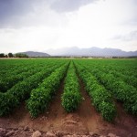 farm-origin-rio-grande-valley