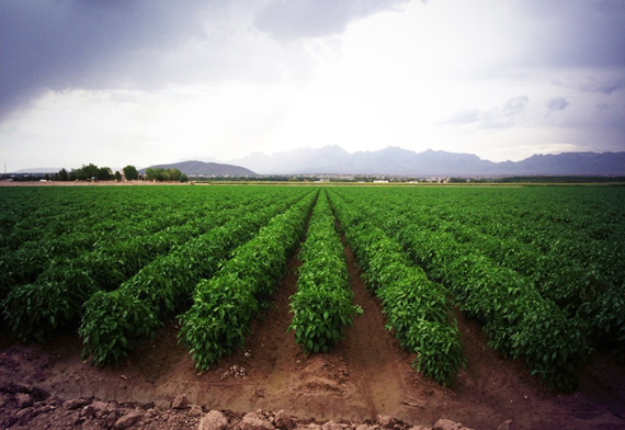 farm-origin-rio-grande-valley